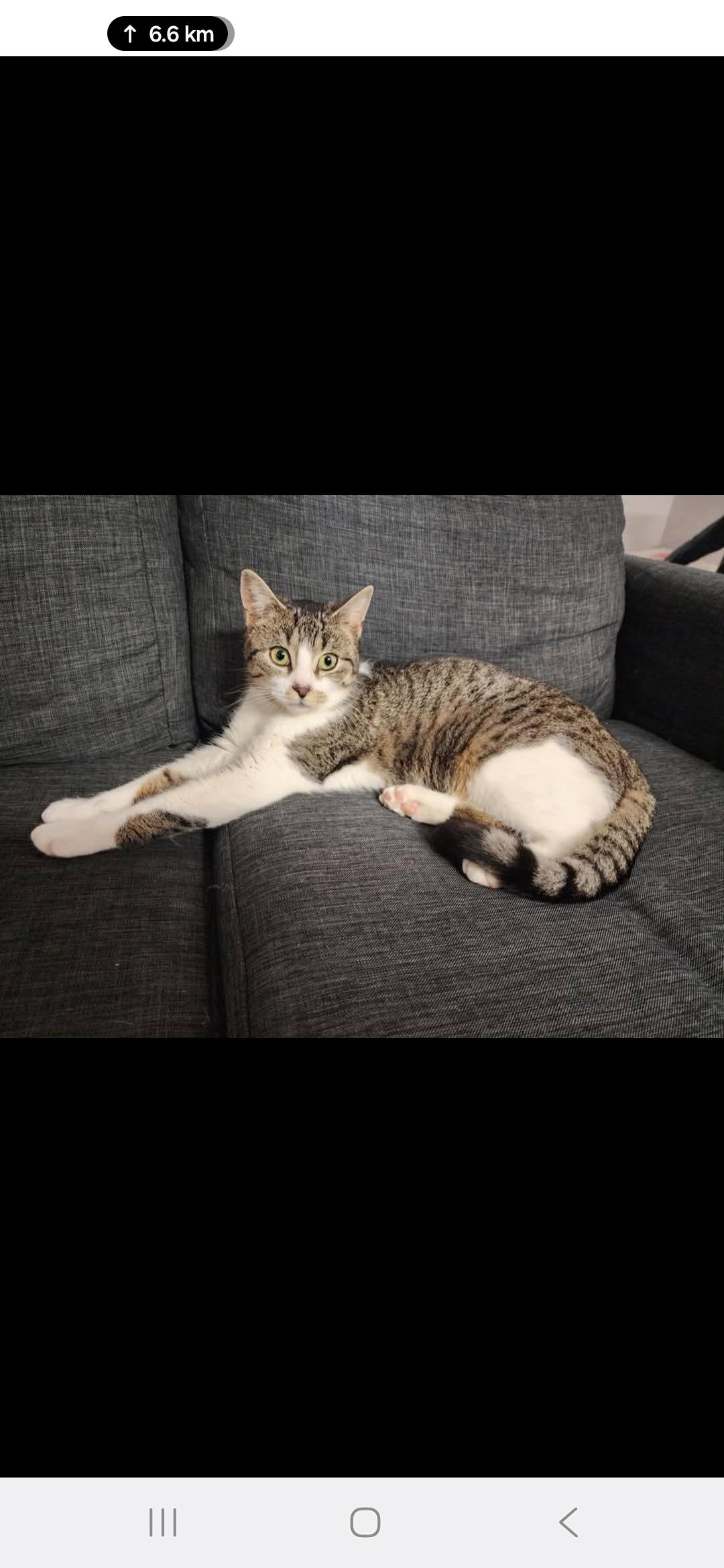 Meeka, Adult Female unknown