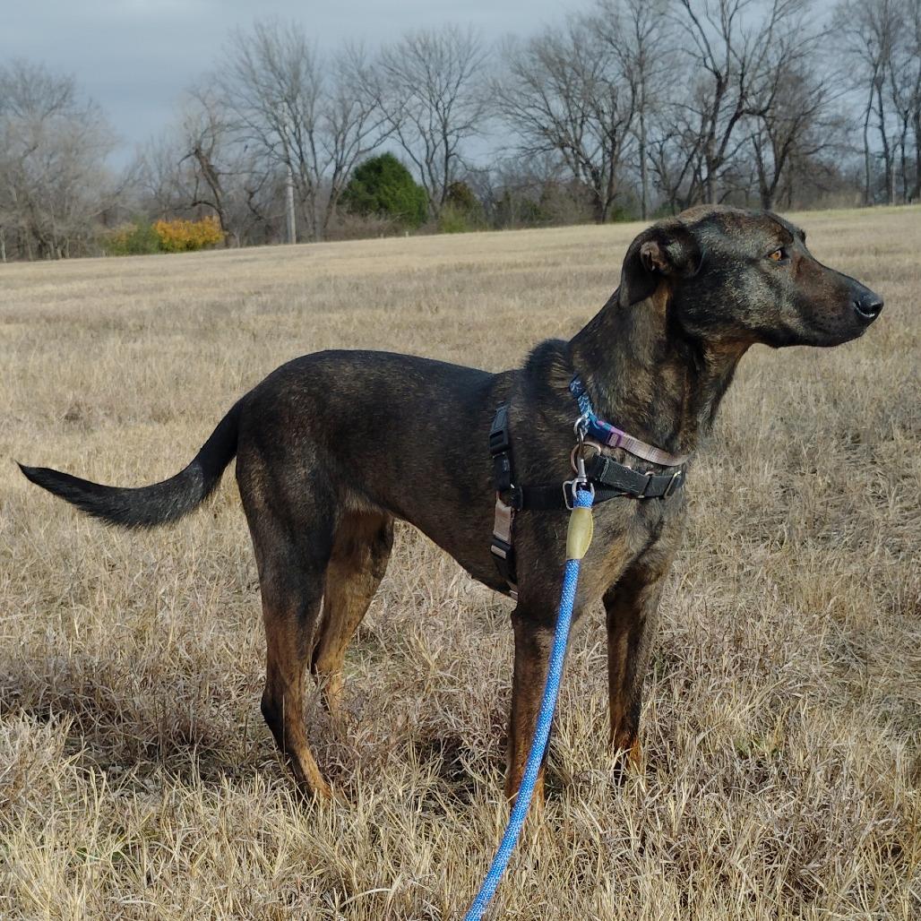 Enlarge Daisy, a Adoptable mixed breed in Tulsa, OK image 1/6