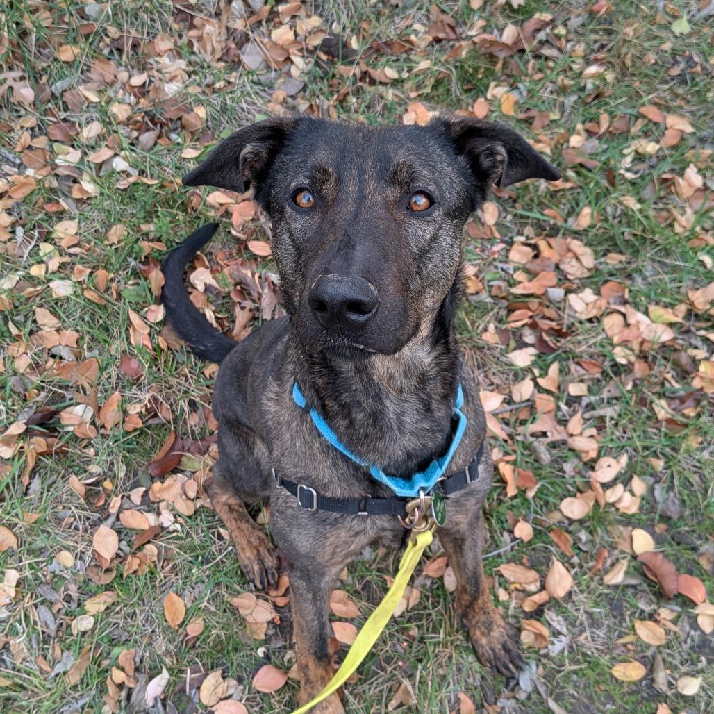 Enlarge Daisy, a Adoptable mixed breed in Tulsa, OK image 2/6