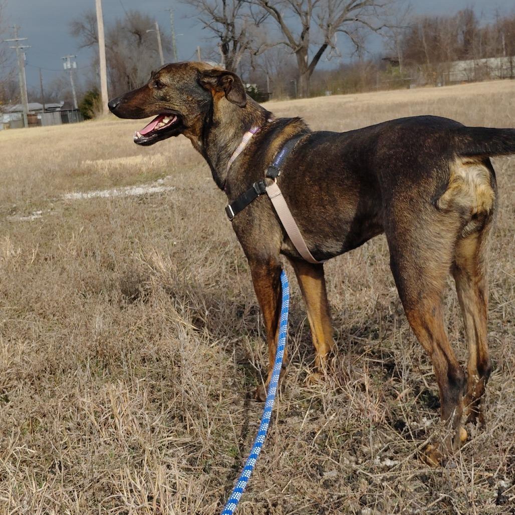 Enlarge Daisy, a Adoptable mixed breed in Tulsa, OK image 5/6