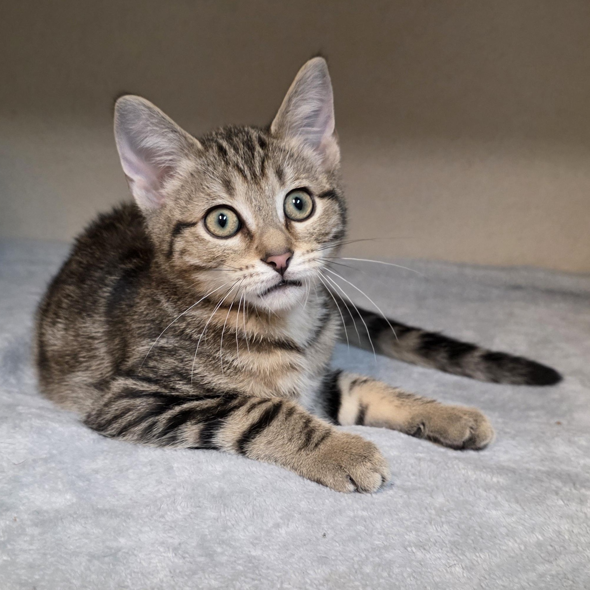 Brock, an adoptable mixed breed in Greensboro, NC image 1/6