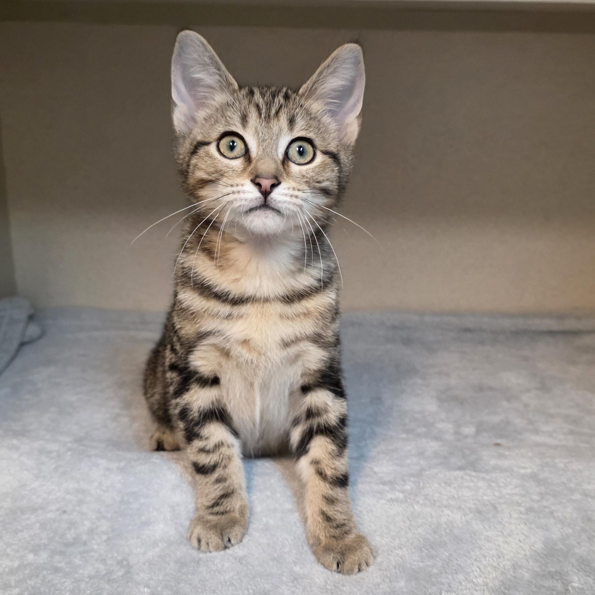 Brock, an adoptable mixed breed in Greensboro, NC image 2/6