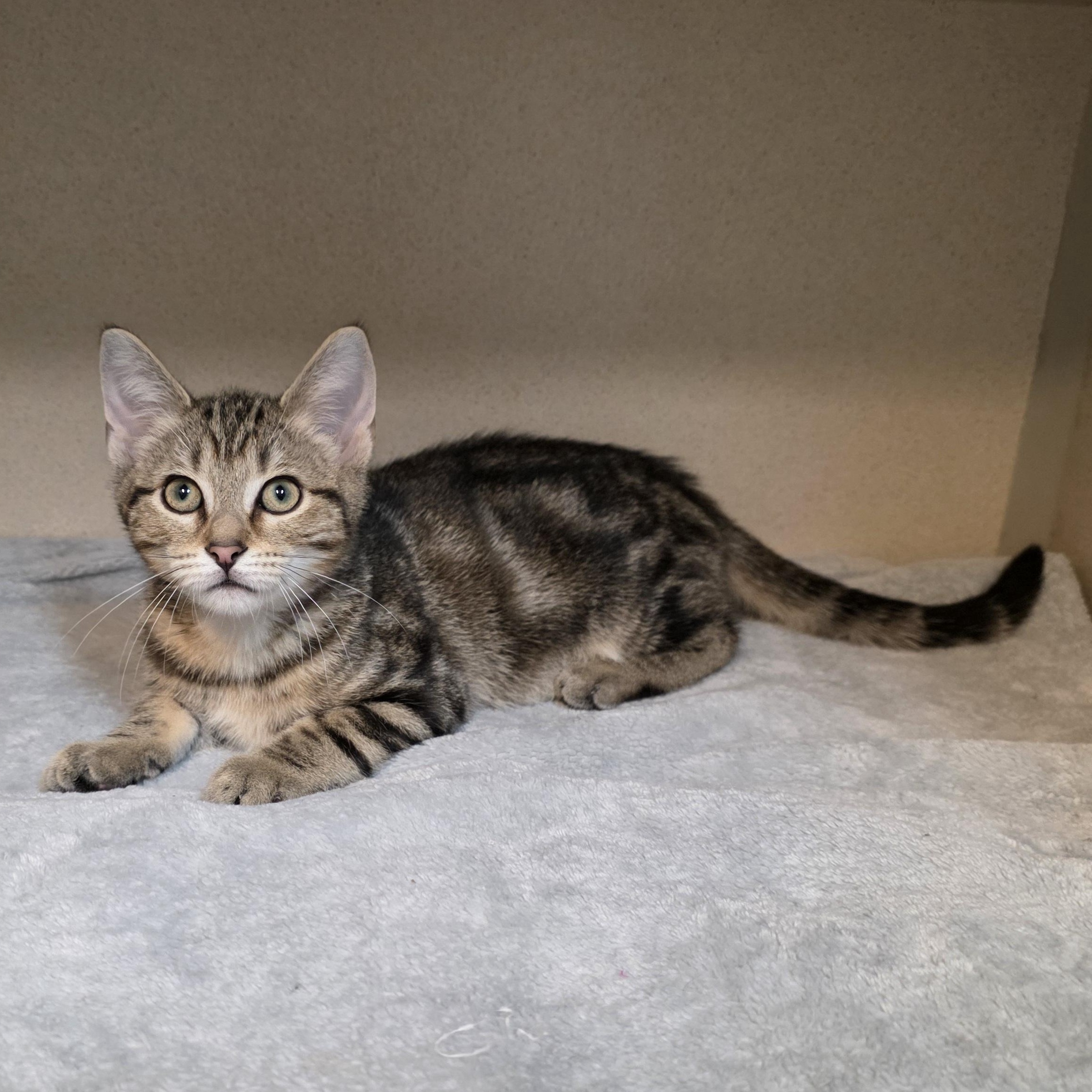 Brock, an adoptable mixed breed in Greensboro, NC image 3/6