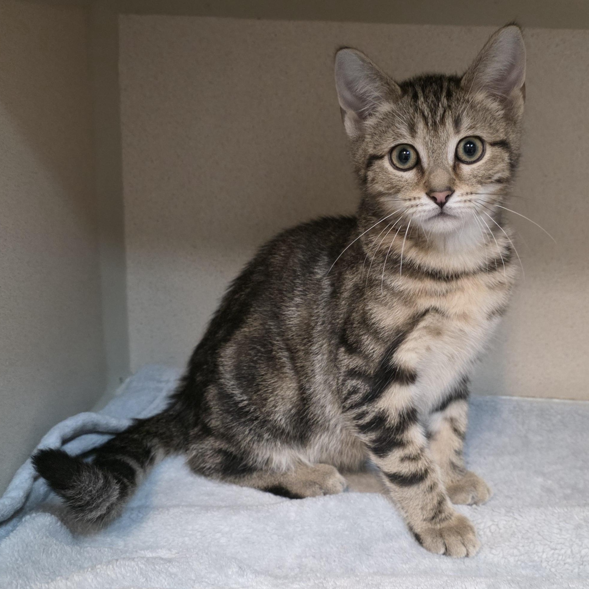 Brock, an adoptable mixed breed in Greensboro, NC image 5/6