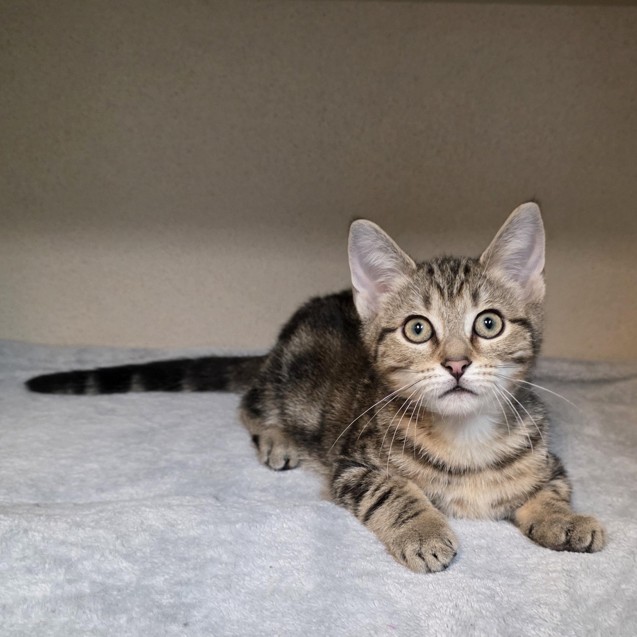 Brock, an adoptable mixed breed in Greensboro, NC image 6/6