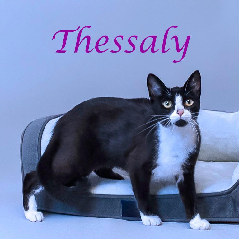 Thessaly C25-273, a Adoptable Domestic Short Hair in Lebanon, TN image 1/4