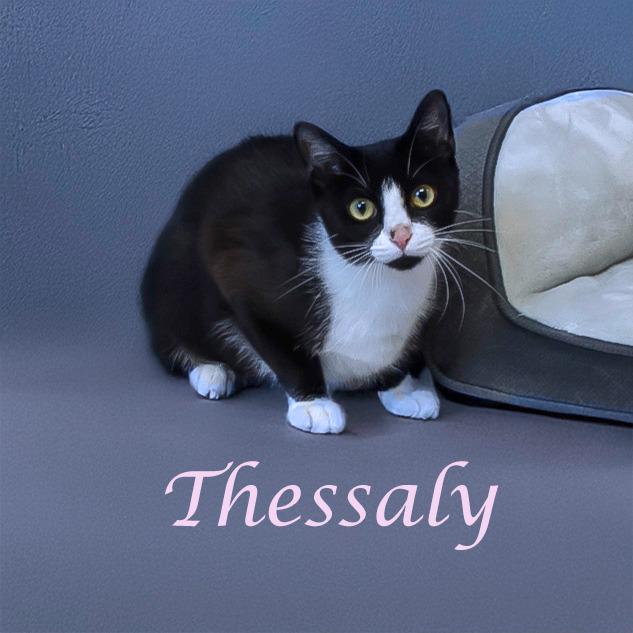 Thessaly C25-273, a Adoptable Domestic Short Hair in Lebanon, TN image 3/4