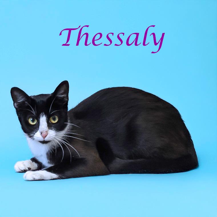 Thessaly C25-273, a Adoptable Domestic Short Hair in Lebanon, TN image 4/4