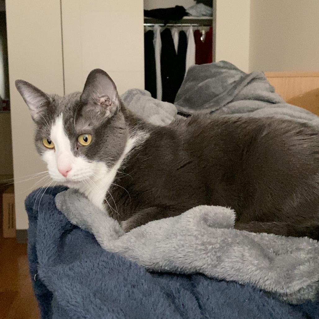 Styx, Adoptable, Adult Female Domestic Short Hair.