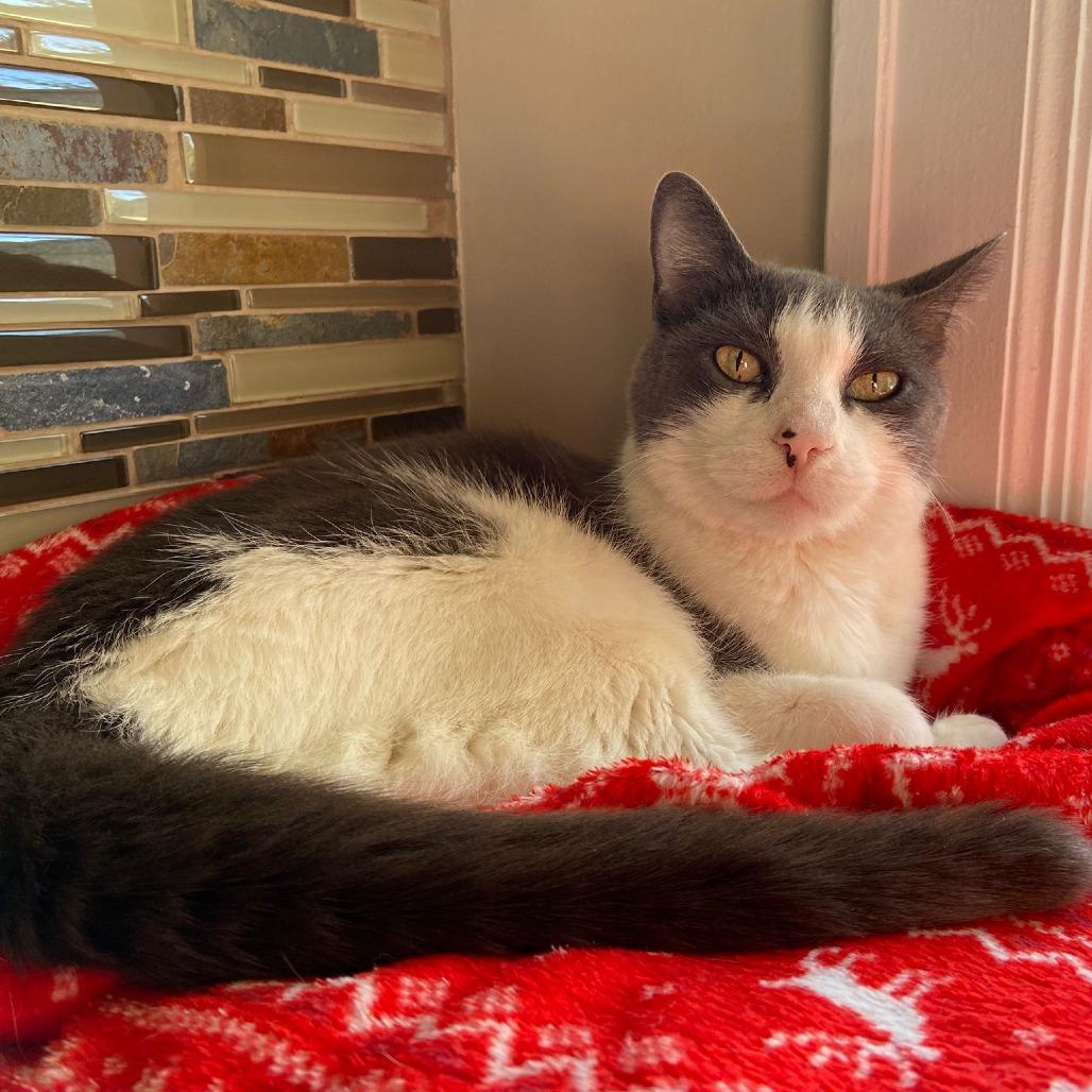 Enlarge Styx, a Adoptable Domestic Short Hair in Salt Lake City, UT image 1/6