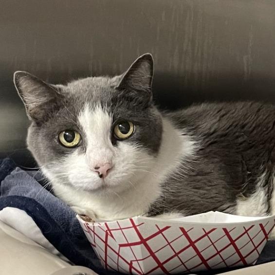 Enlarge Styx, a Adoptable Domestic Short Hair in Salt Lake City, UT image 2/6