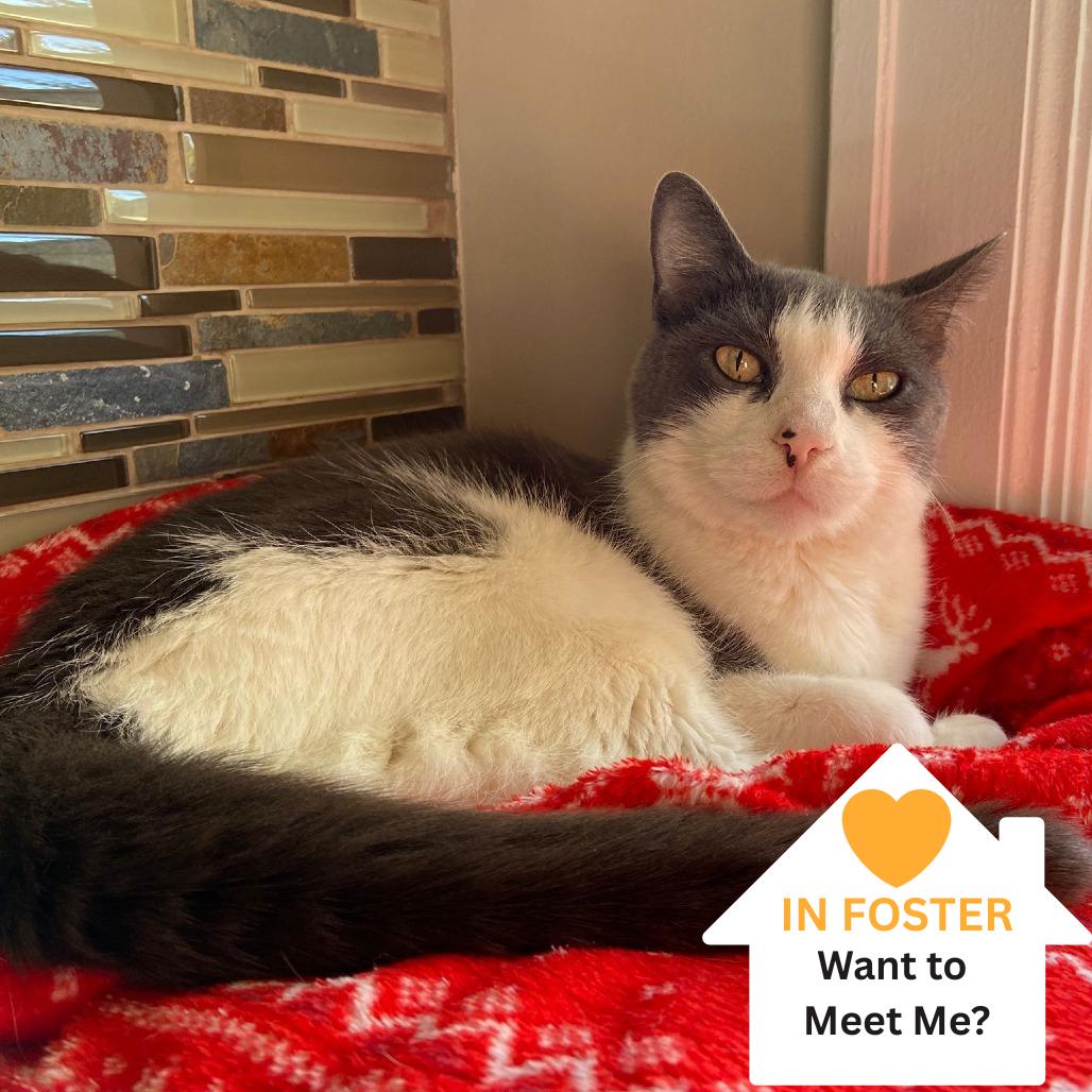 Enlarge Styx, a Adoptable Domestic Short Hair in Salt Lake City, UT image 3/6