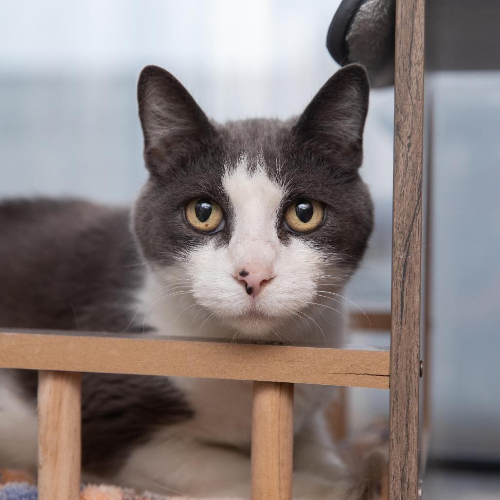 Enlarge Styx, a Adoptable Domestic Short Hair in Salt Lake City, UT image 5/6