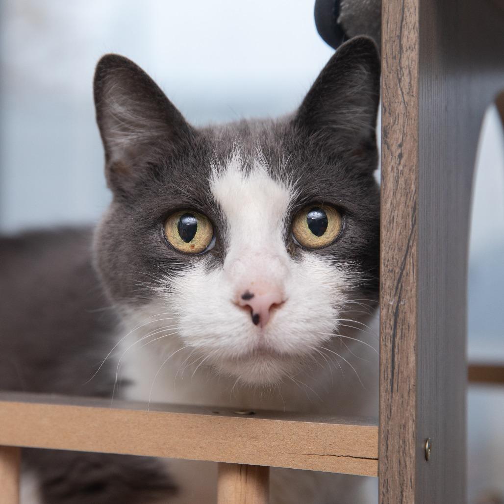 Enlarge Lilypad, a Adoptable Domestic Short Hair in Salt Lake City, UT image 5/6