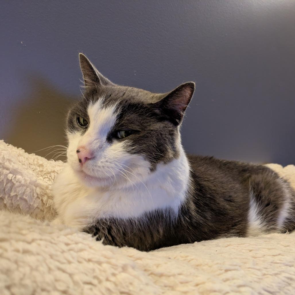 Enlarge Styx, a Adoptable Domestic Short Hair in Salt Lake City, UT image 6/6