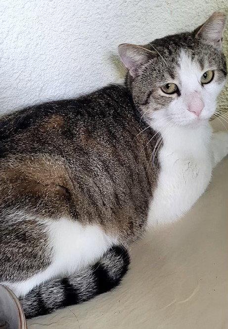 Enlarge Simon Rivera, a Adoptable Domestic Short Hair in Oviedo, FL image 1/3