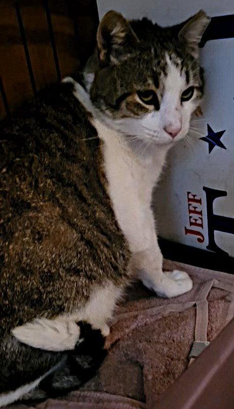 Enlarge Simon Rivera, a Adoptable Domestic Short Hair in Oviedo, FL image 2/3