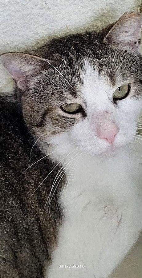 Enlarge Simon Rivera, a Adoptable Domestic Short Hair in Oviedo, FL image 3/3