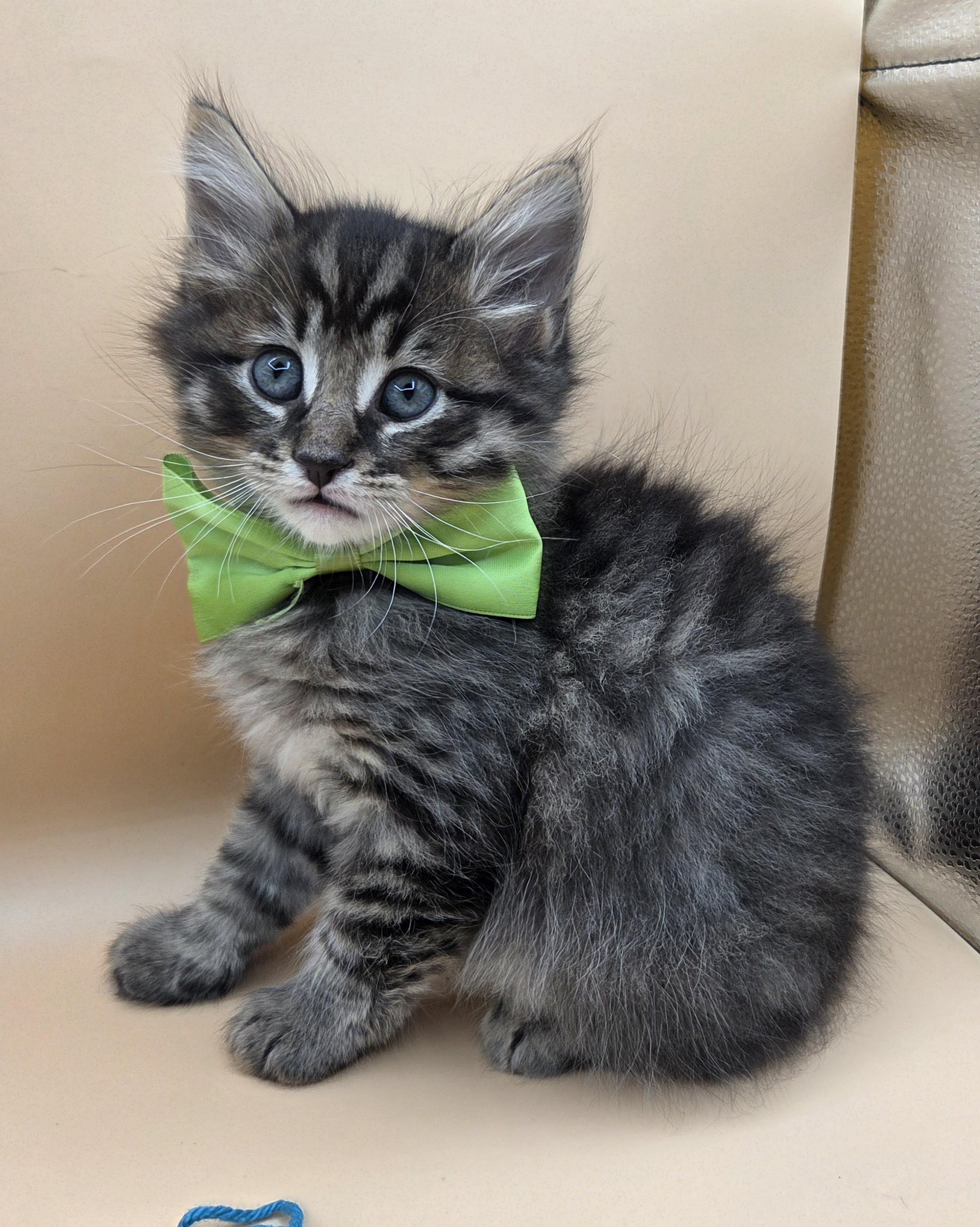 Spud, an adopted mixed breed in Farmington, CT image 2/6