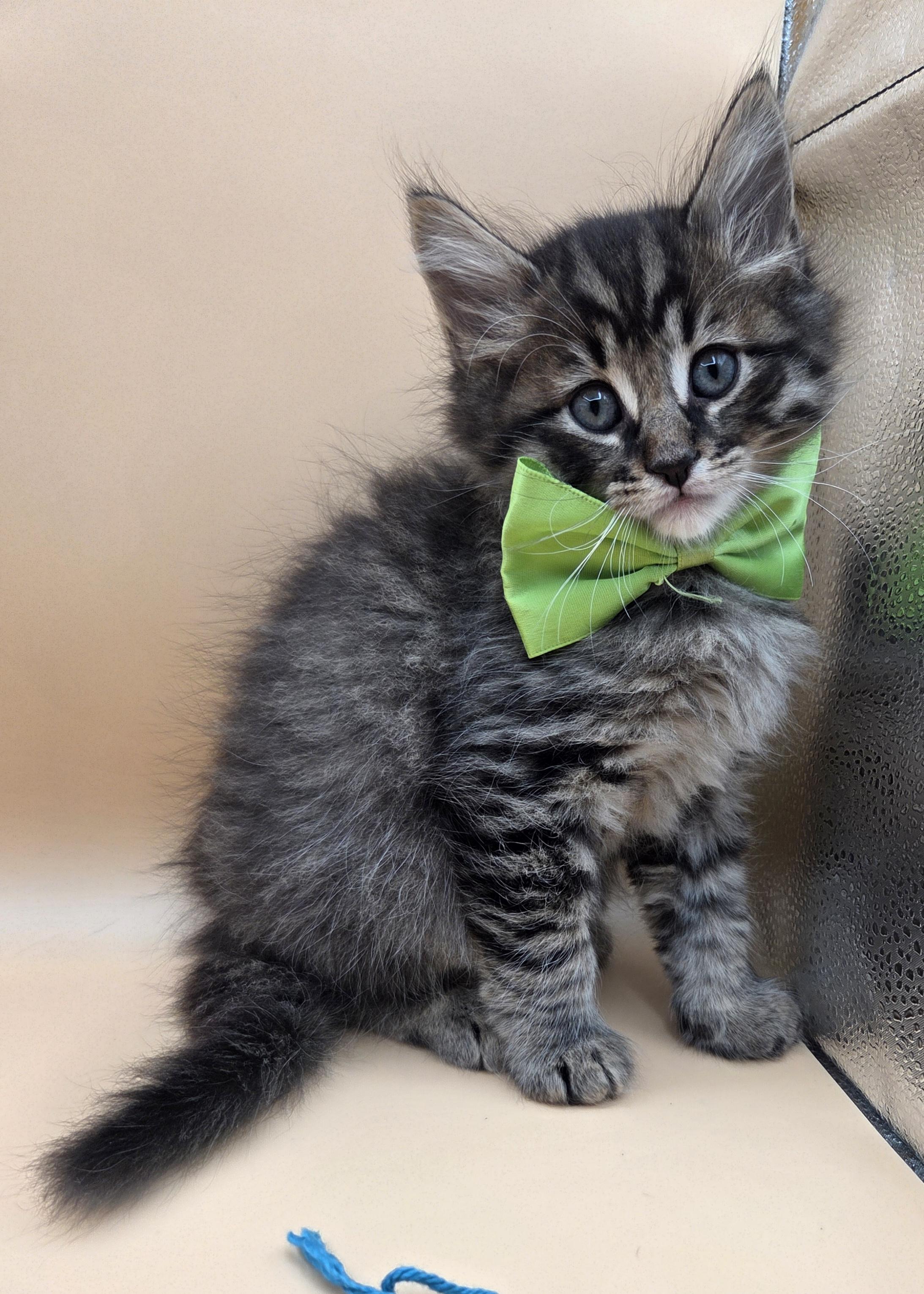 Spud, adopted, Kitten Male Domestic Medium Hair & Maine Coon.