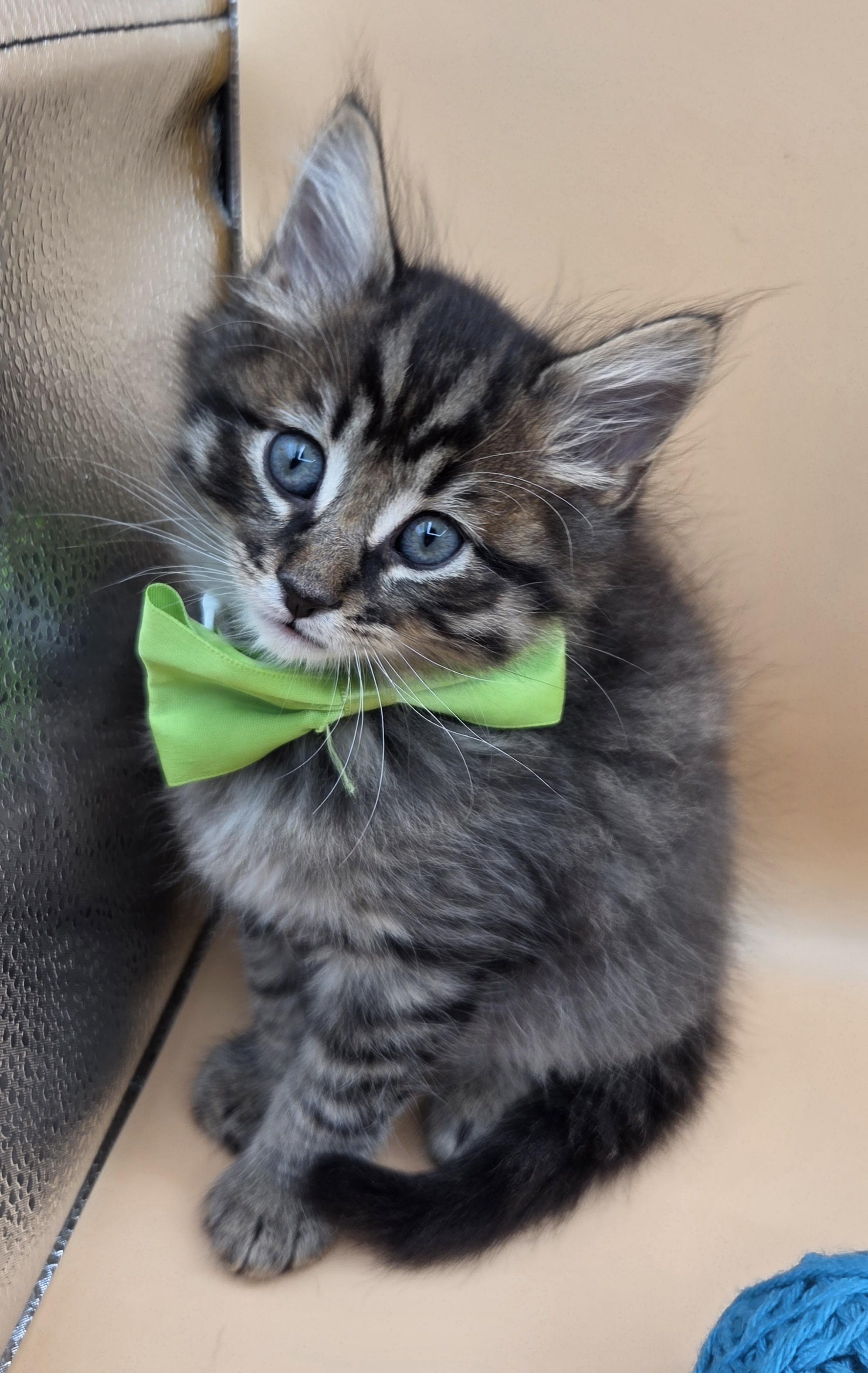 Spud, an adopted mixed breed in Farmington, CT image 6/6