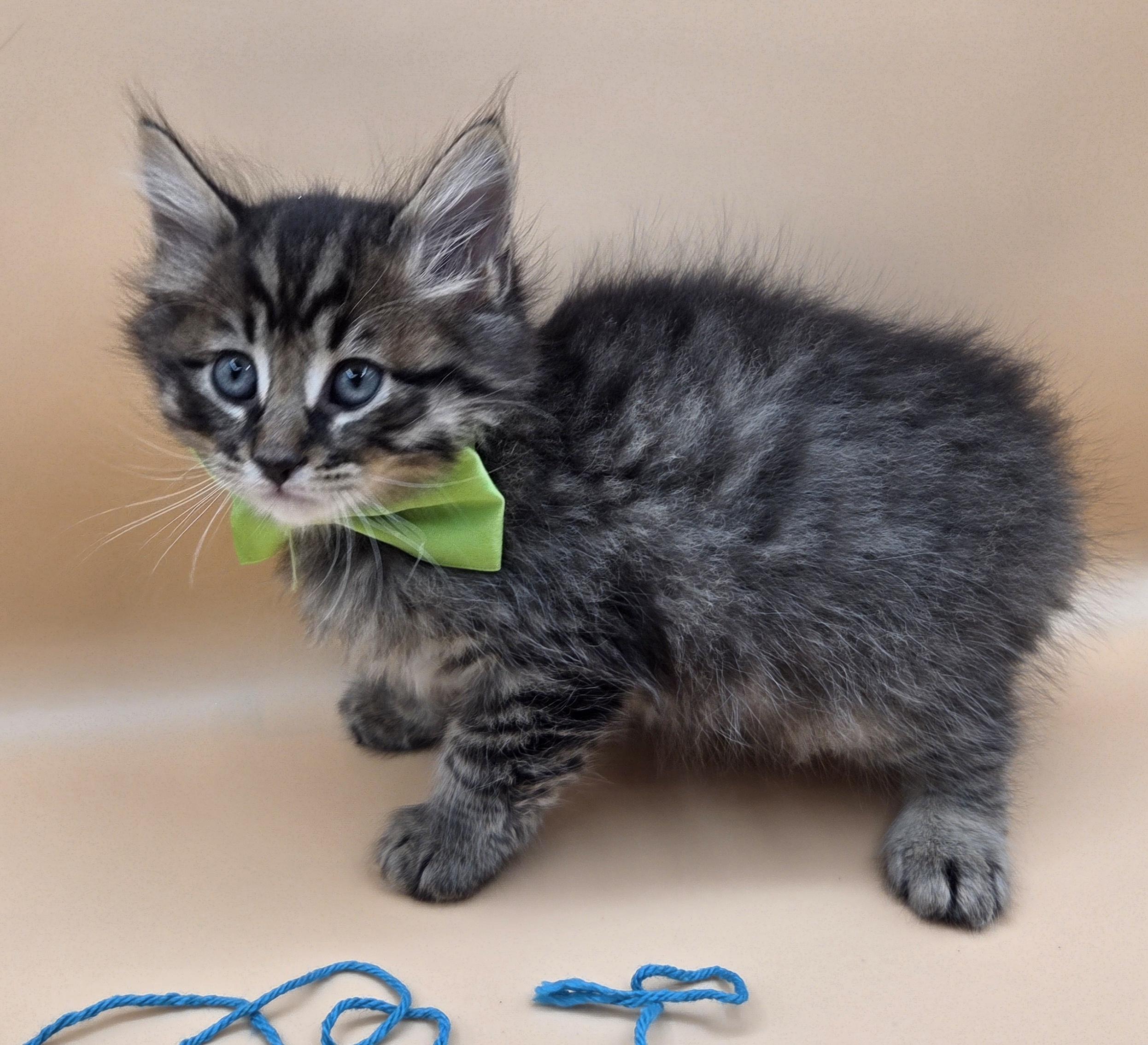 Spud, an adopted mixed breed in Farmington, CT image 3/6
