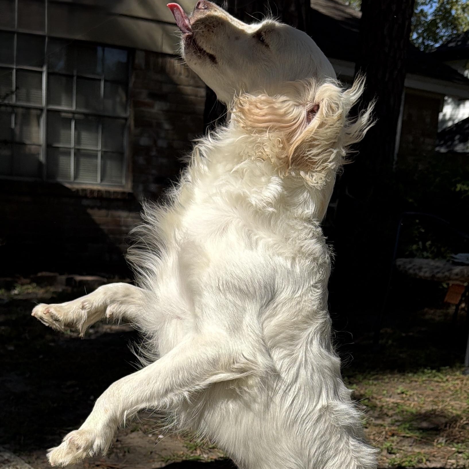 Sasha, an adoptable Maltese, Shih Tzu in Calumet, MI, 49913 | Photo Image 6