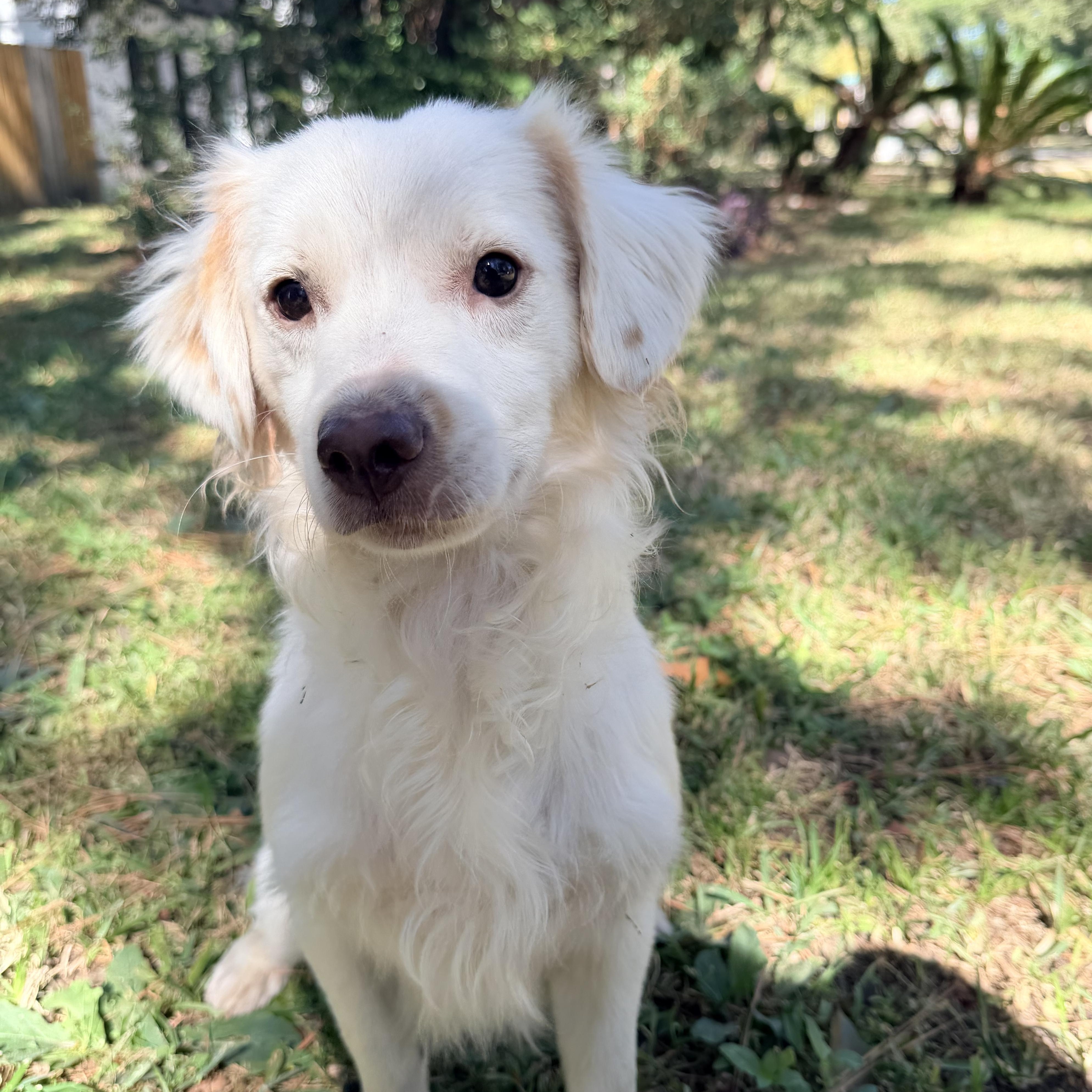 Sasha, an adoptable Maltese, Shih Tzu in Calumet, MI, 49913 | Photo Image 1