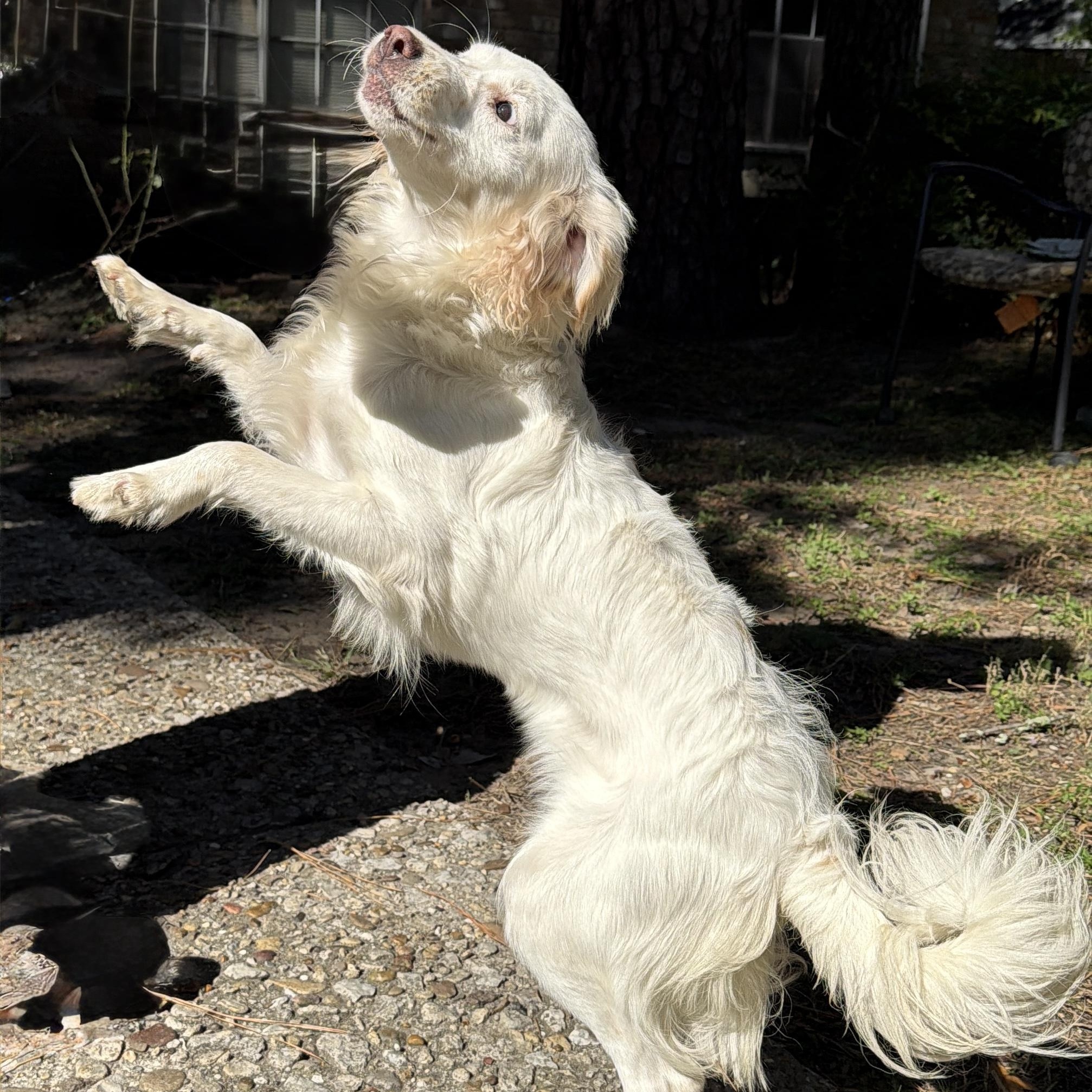 Sasha, an adoptable Maltese, Shih Tzu in Calumet, MI, 49913 | Photo Image 4