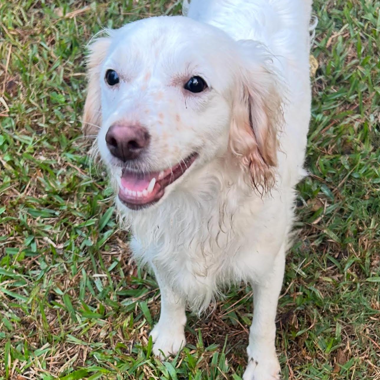 Sasha, an adoptable Maltese, Shih Tzu in Calumet, MI, 49913 | Photo Image 2