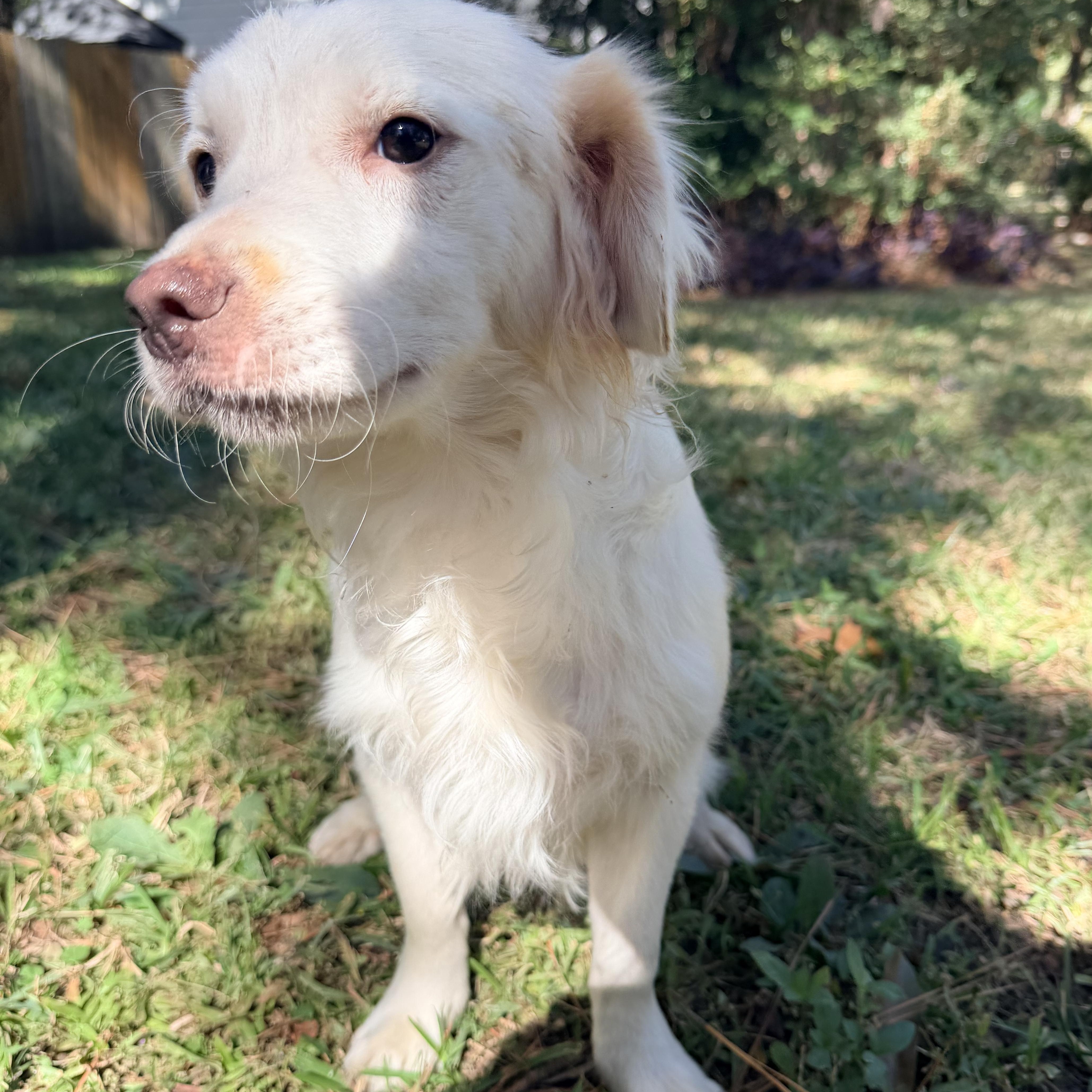 Sasha, an adoptable Maltese, Shih Tzu in Calumet, MI, 49913 | Photo Image 3