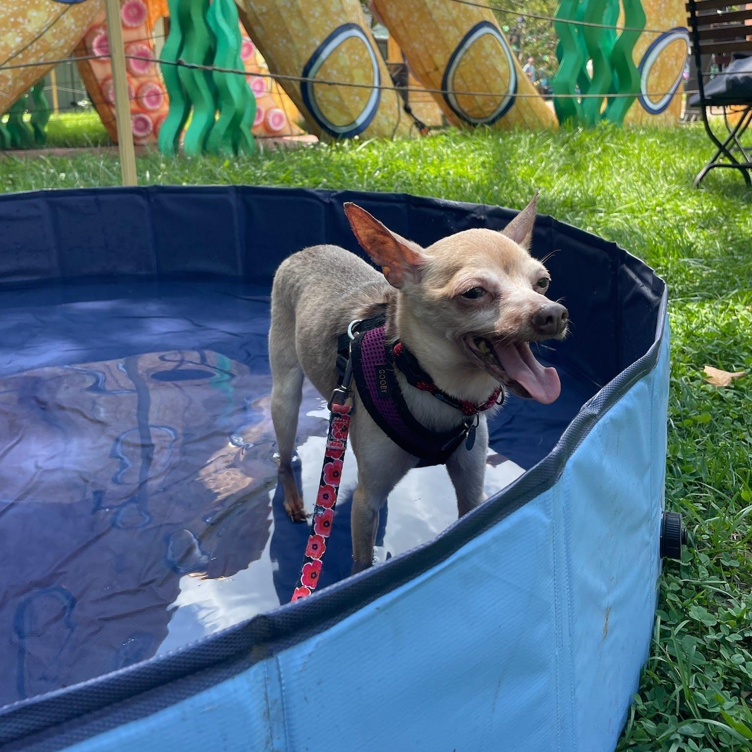 Stud, a Adopted Chihuahua in Philadelphia, PA image 1/4