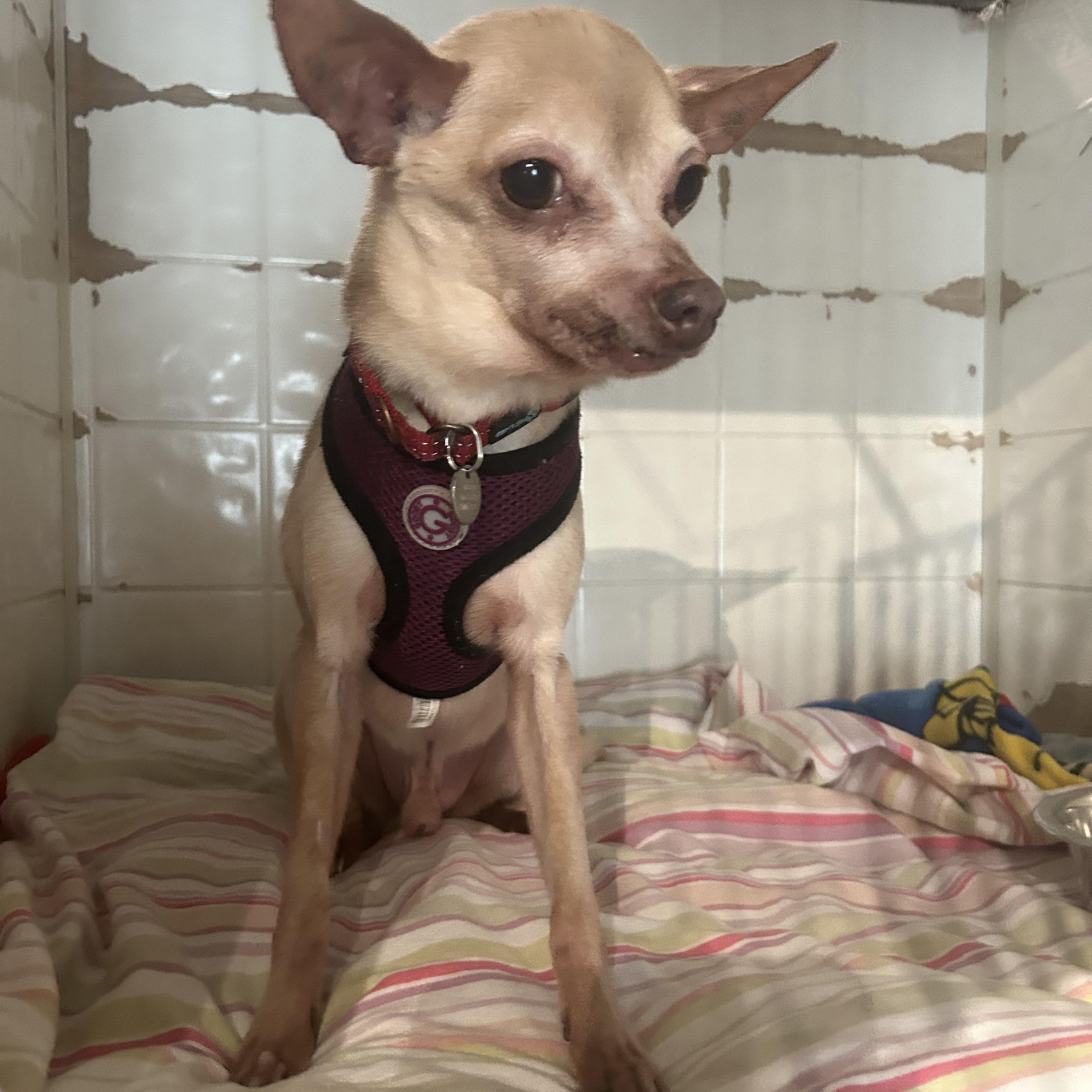 Stud, a Adopted Chihuahua in Philadelphia, PA image 2/4