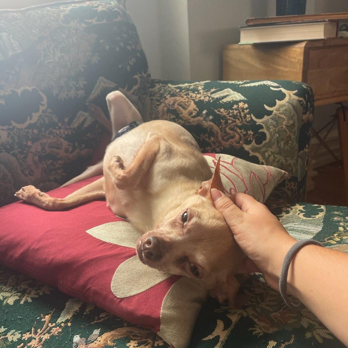 Stud, a Adopted Chihuahua in Philadelphia, PA image 3/4