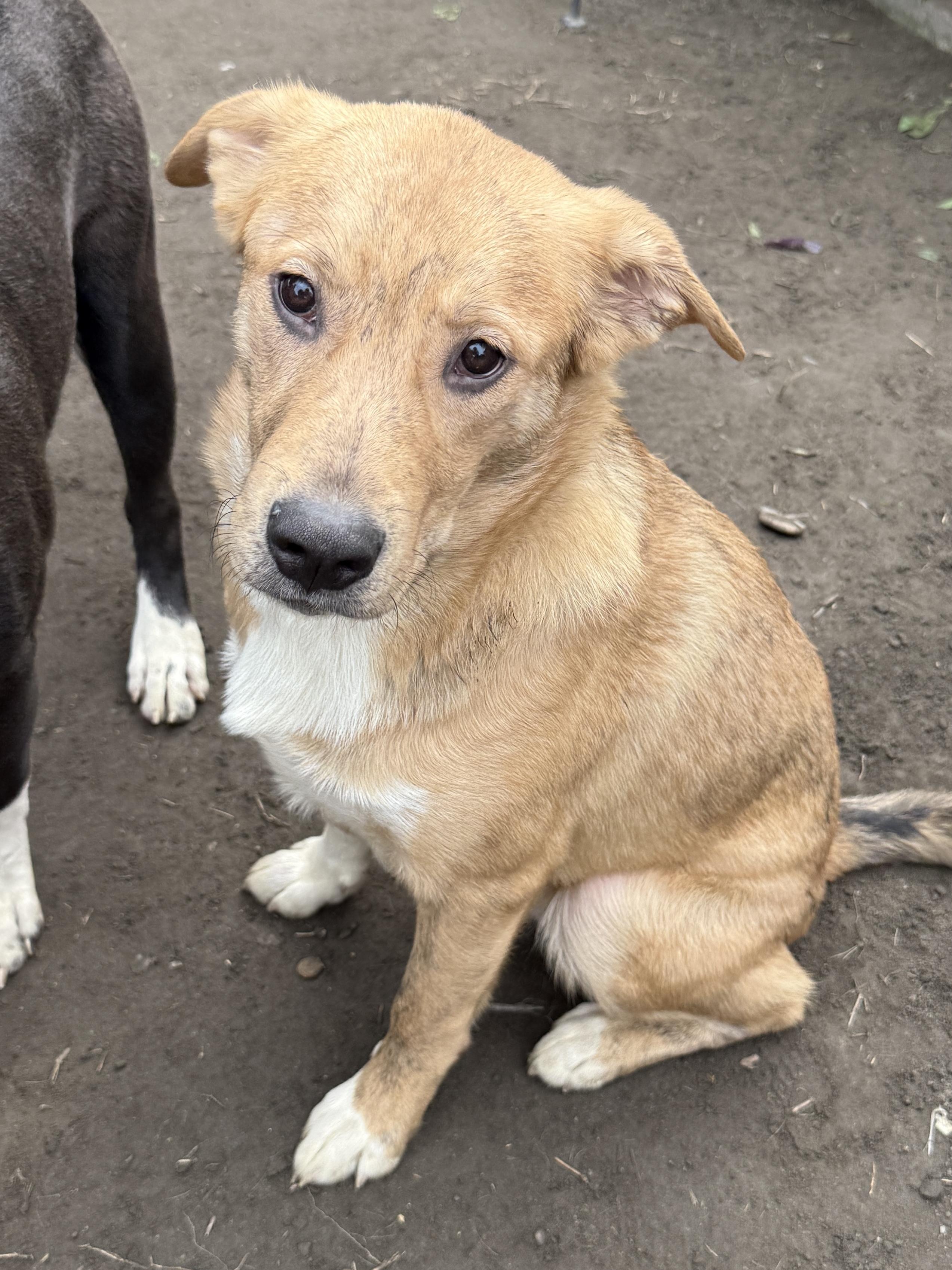 Brownie, a ADOPTABLE mixed breed in West Hollywood, CA image 5/5