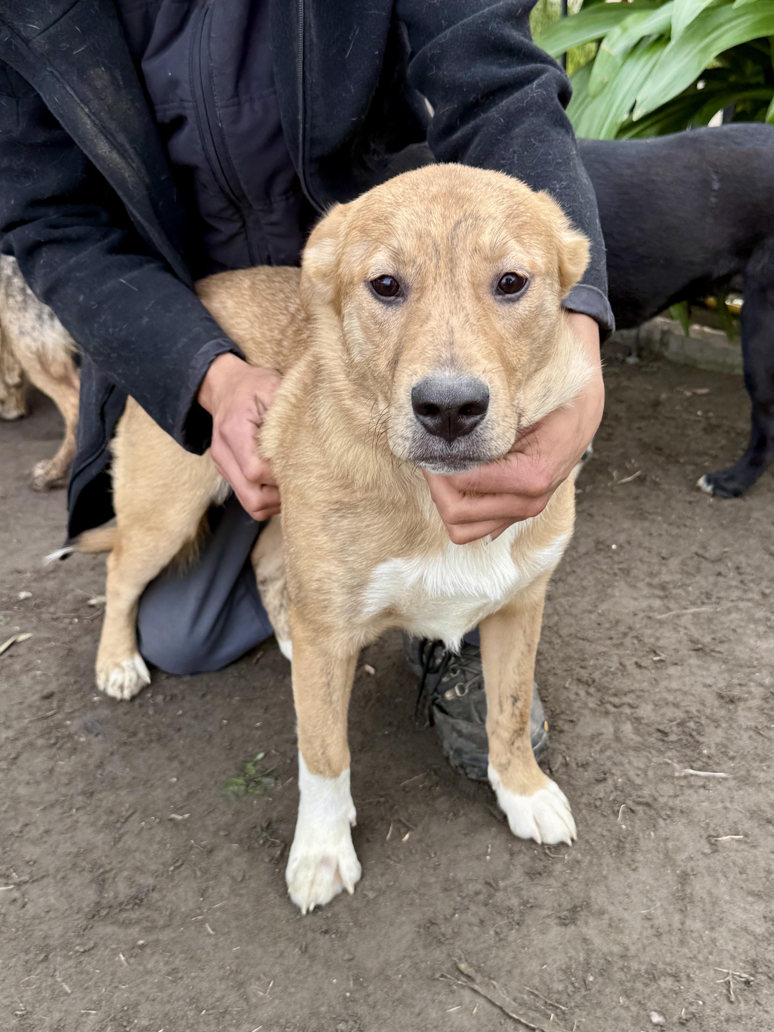 Brownie, a ADOPTABLE mixed breed in West Hollywood, CA image 3/5