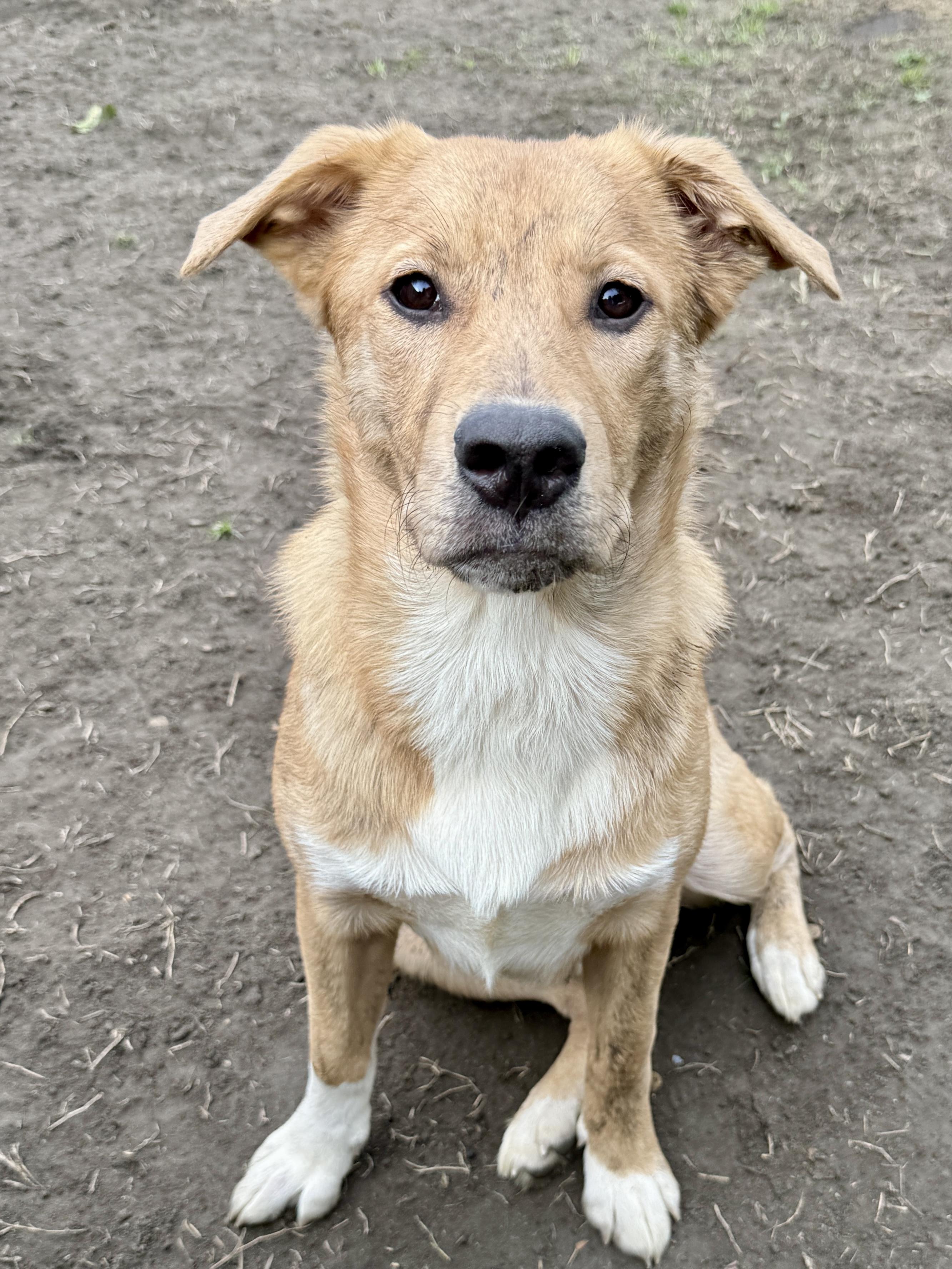 Brownie, a ADOPTABLE mixed breed in West Hollywood, CA image 2/5