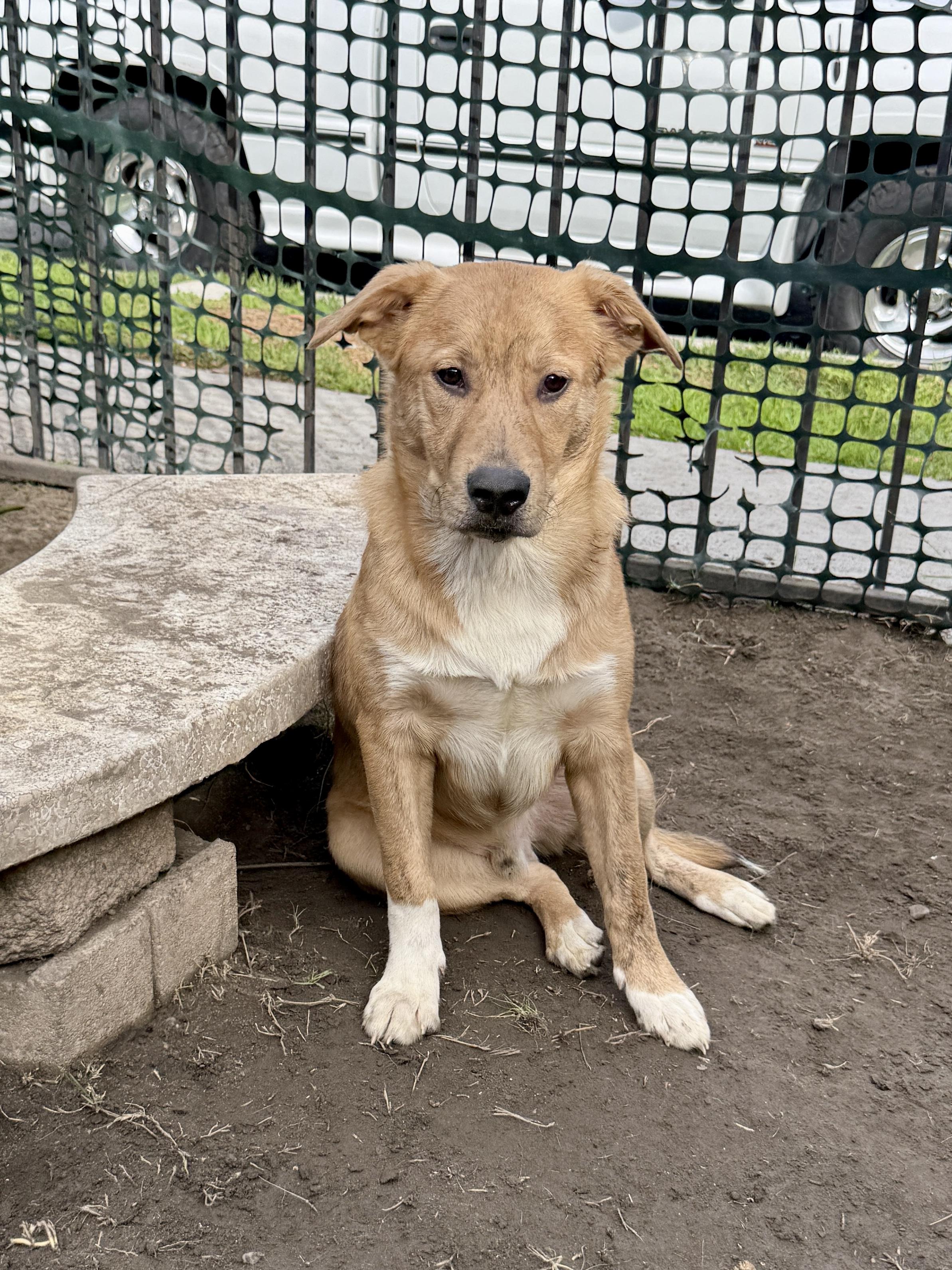 Brownie, a ADOPTABLE mixed breed in West Hollywood, CA image 4/5