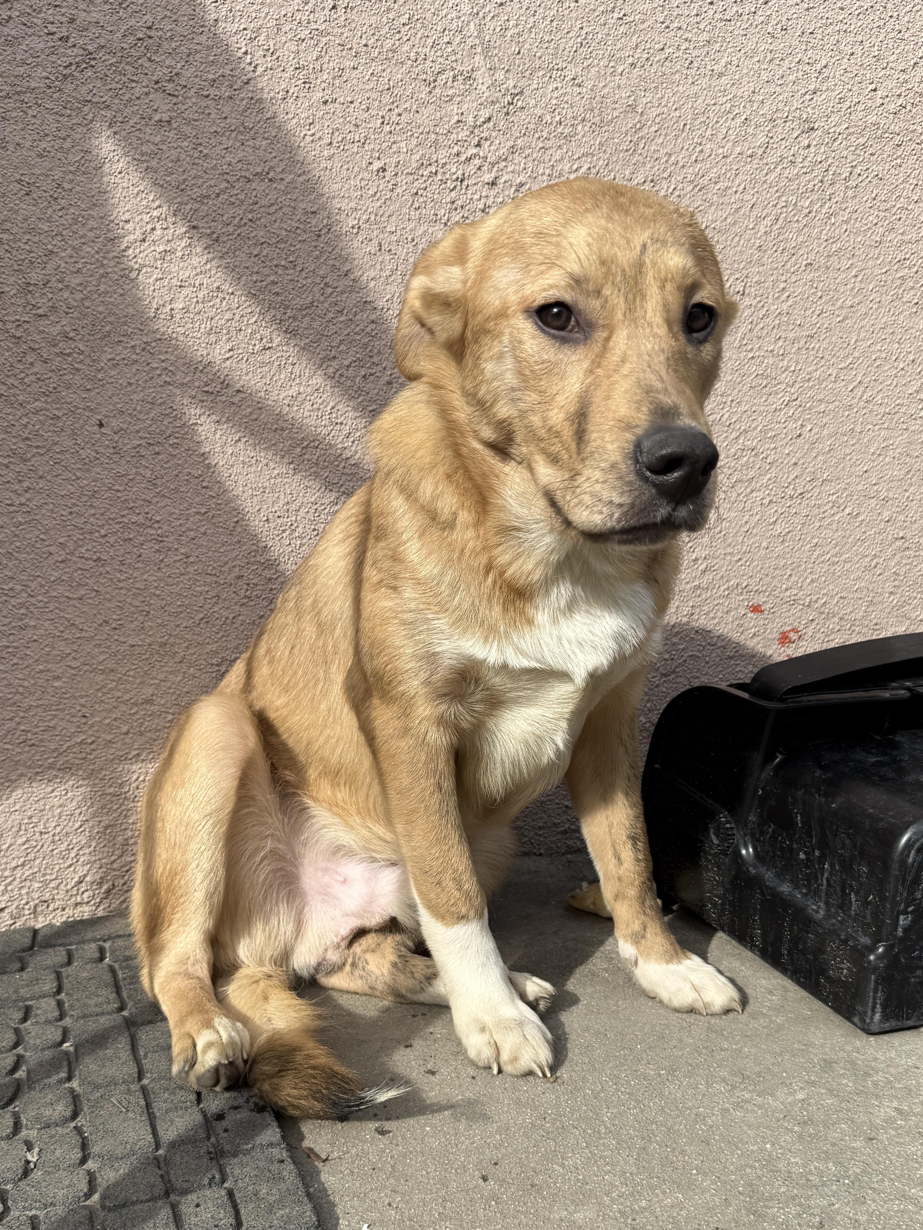 Brownie, ADOPTABLE, Puppy Male Black Mouth Cur.