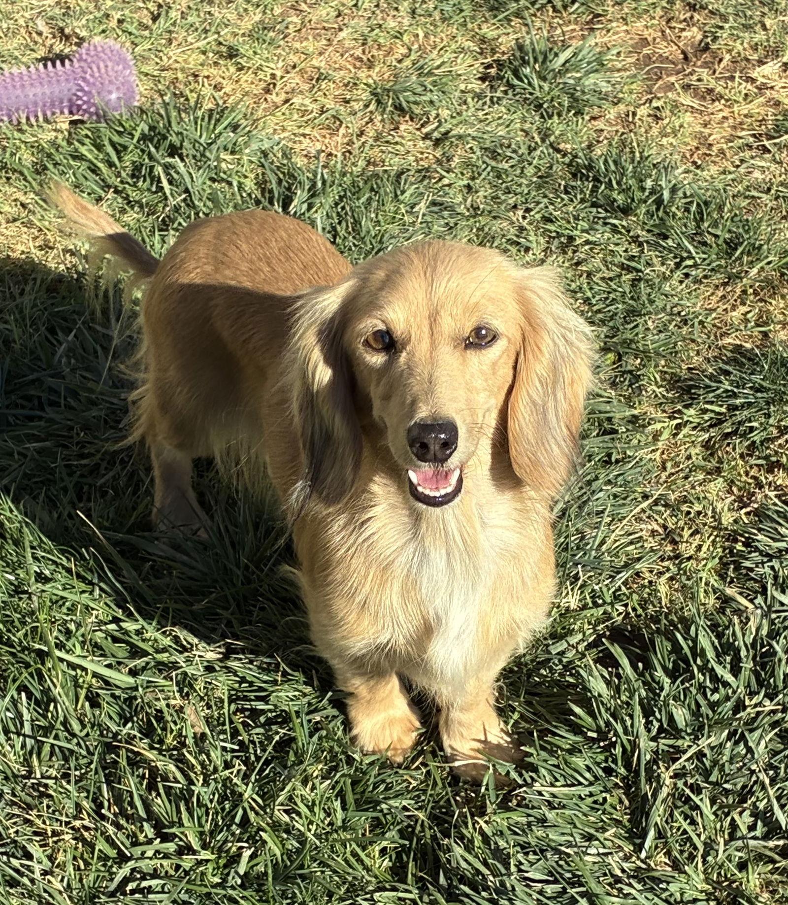 Enlarge Juno, a Adoptable Dachshund in Hesperia, CA image 1/3