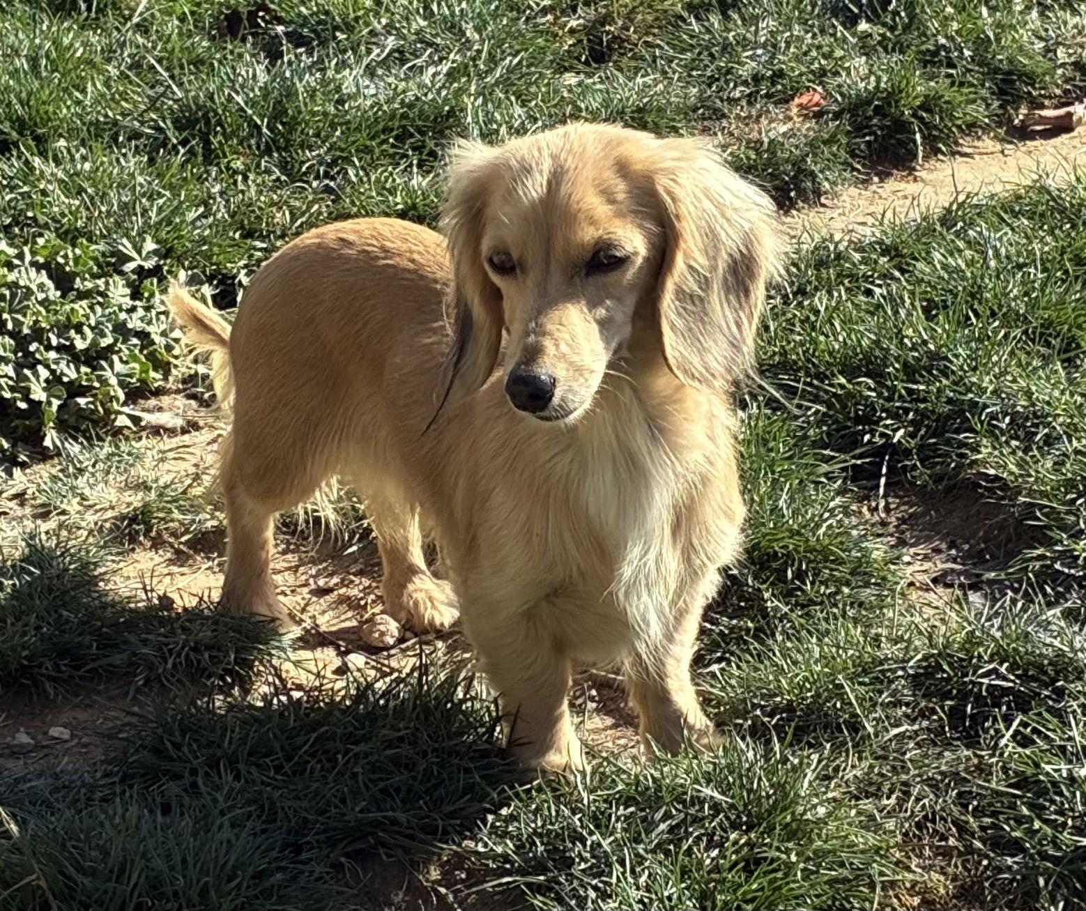 Enlarge Juno, a Adoptable Dachshund in Hesperia, CA image 2/3