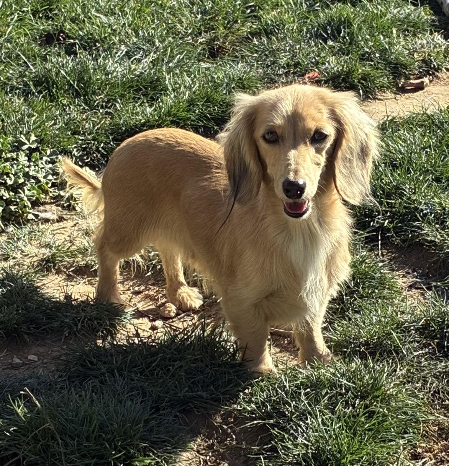 Enlarge Juno, a Adoptable Dachshund in Hesperia, CA image 3/3