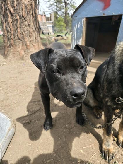 Enlarge Rue, a Adoptable mixed breed in Klamath Falls, OR image 2/3