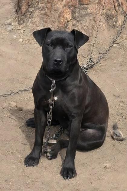 Enlarge Rue, a Adoptable mixed breed in Klamath Falls, OR image 3/3