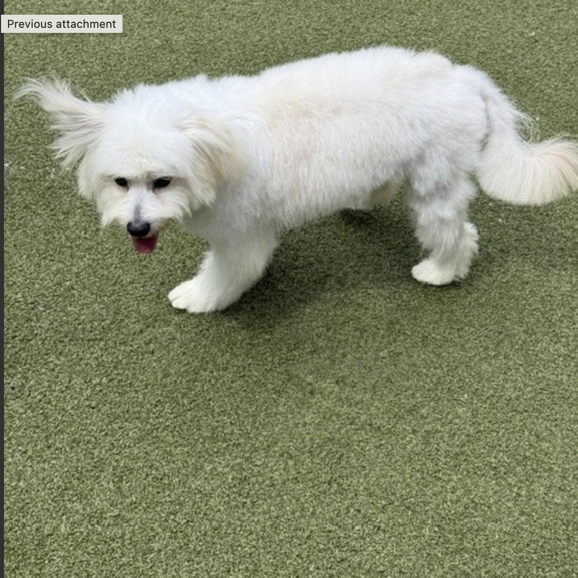 HOMER, an adopted mixed breed in troutville, VA image 3/6