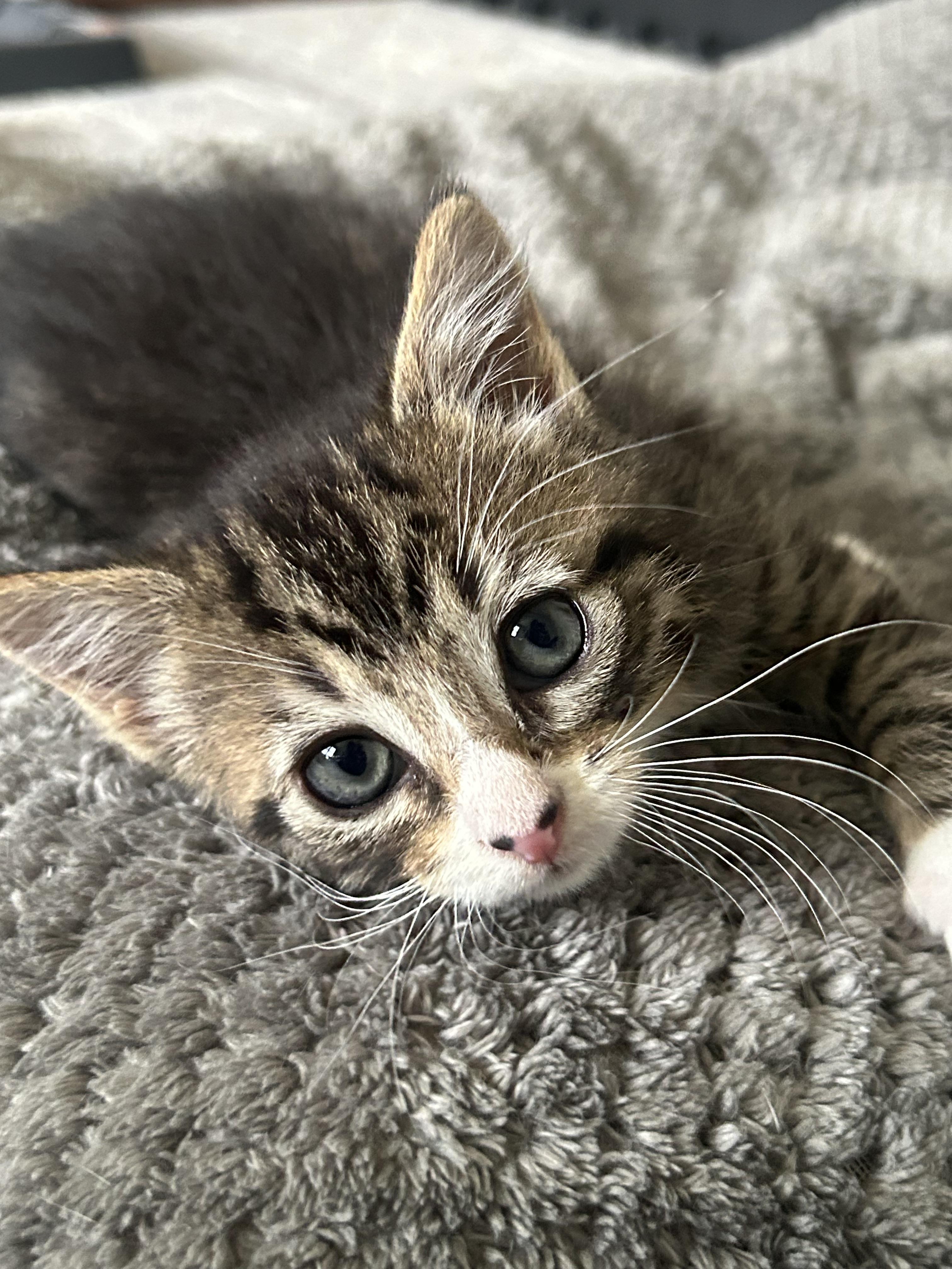 Enlarge Pickle, a Adoptable Domestic Short Hair in Westfield, NJ image 2/5
