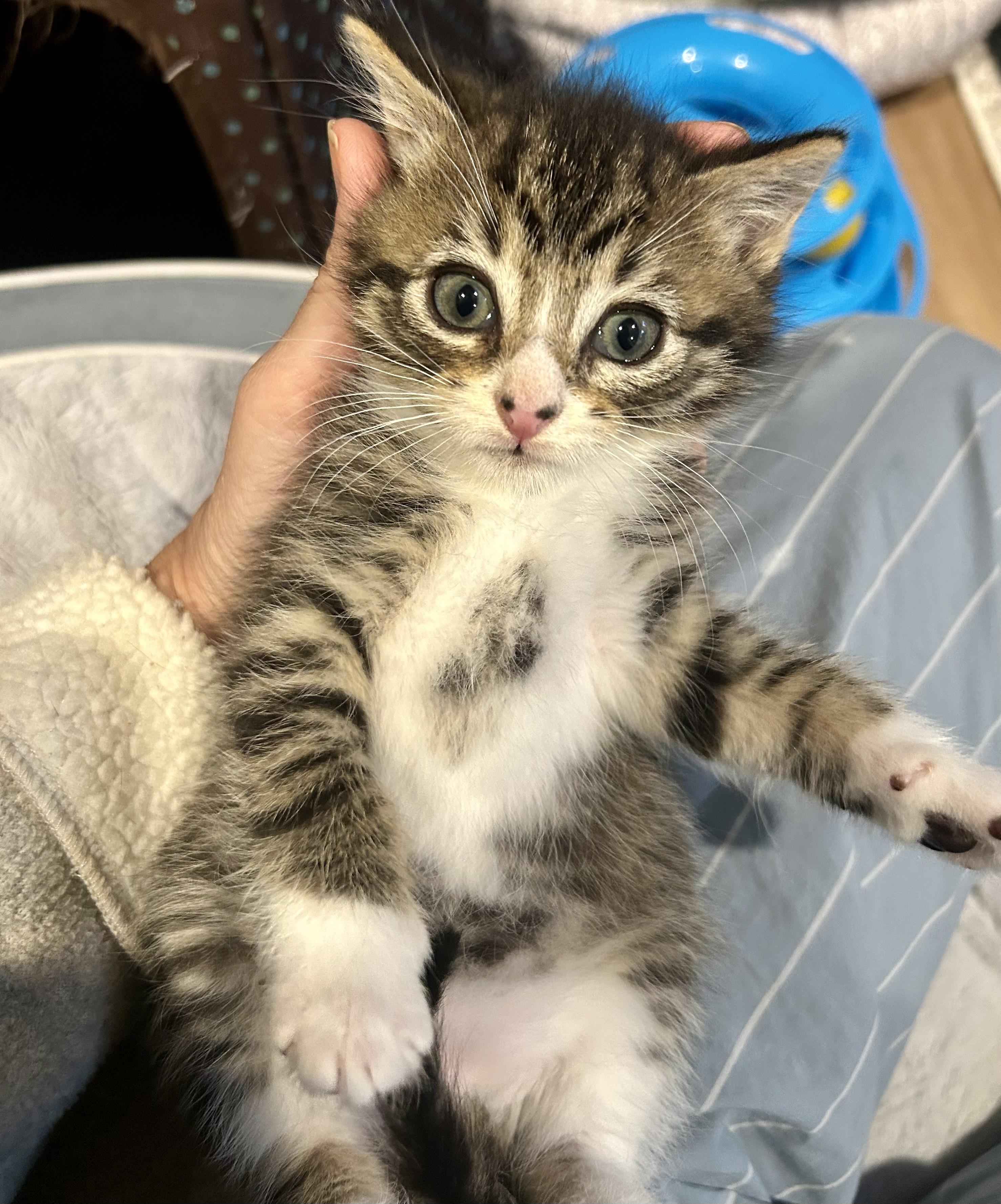Pickle, Adoptable, Kitten Male Domestic Short Hair.