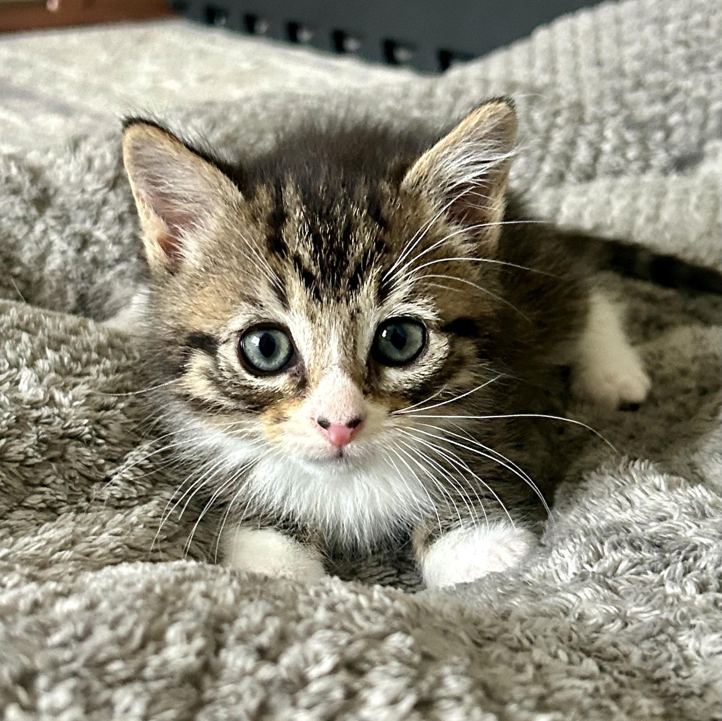 Enlarge Pickle, a Adoptable Domestic Short Hair in Westfield, NJ image 5/5