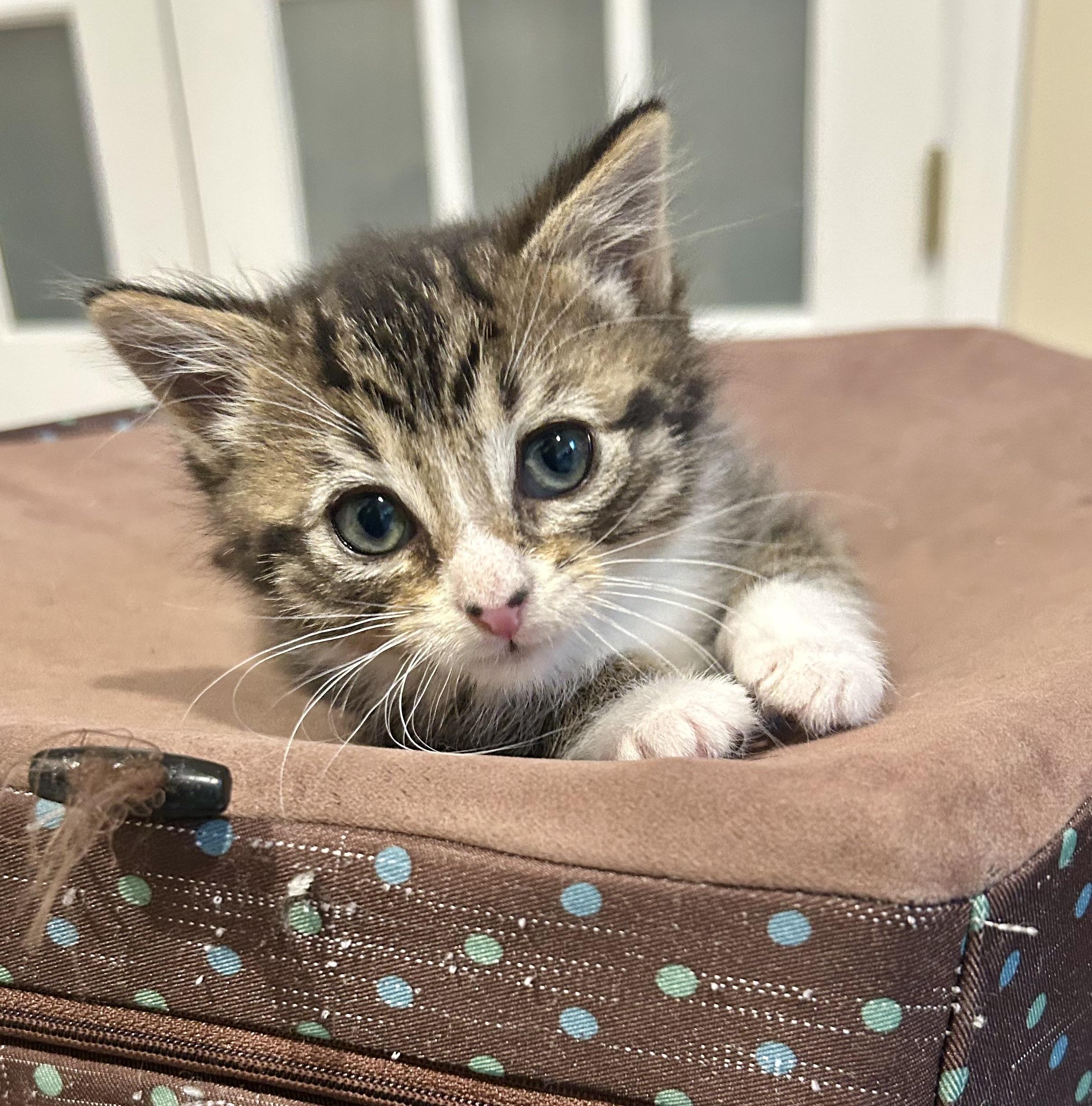 Enlarge Pickle, a Adoptable Domestic Short Hair in Westfield, NJ image 4/5
