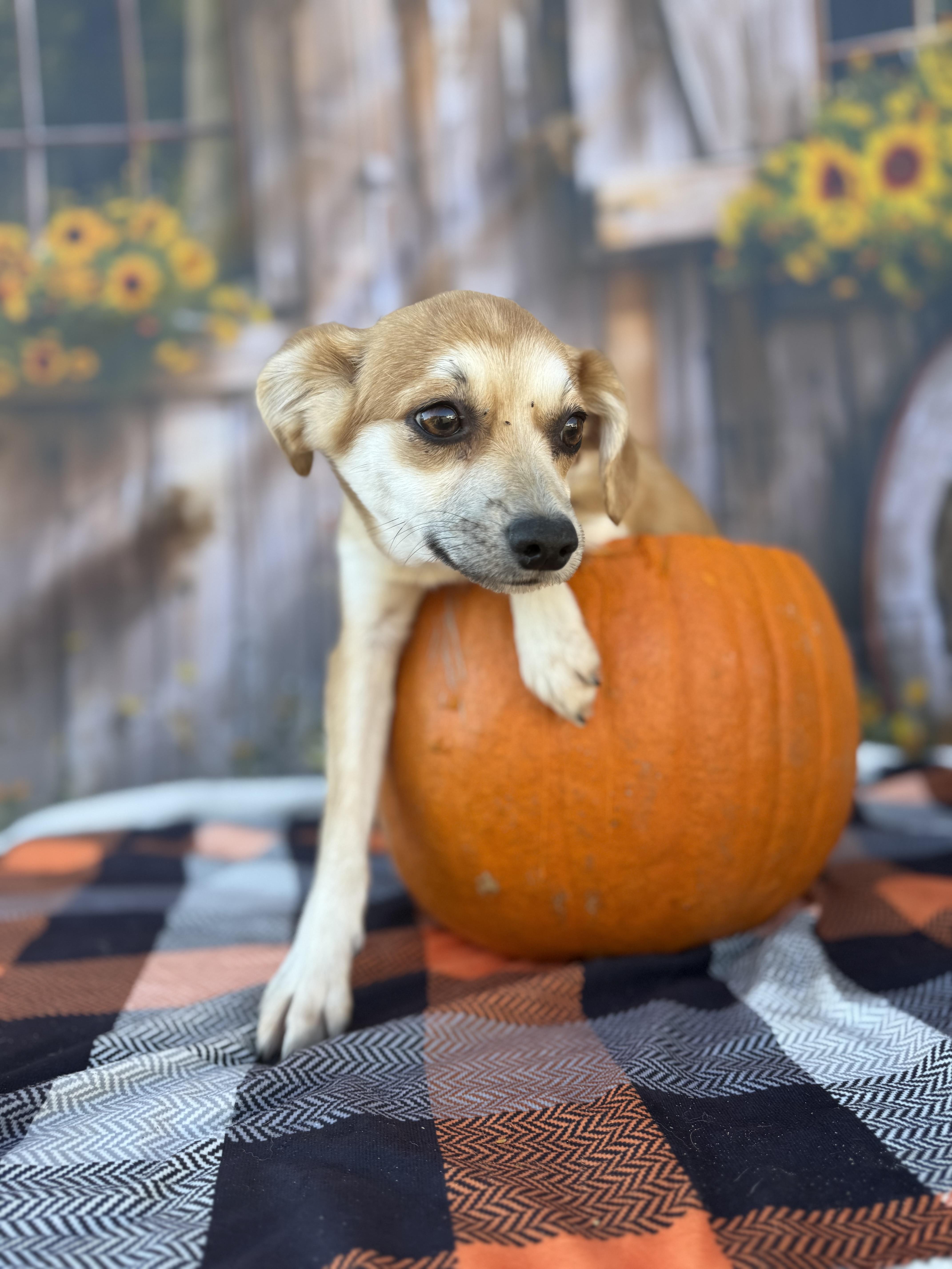 Foxy, Adoptable, Puppy Male Mixed Breed.